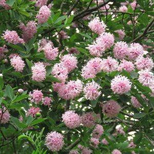 Pompon Tree - Dais cotinifolia 10L bag