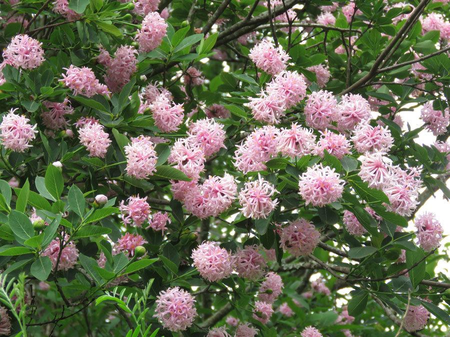 Pompon Tree - Dais cotinifolia 10L bag