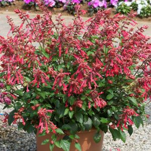 Salvia Salmia Orange - Orange Sage 10cm
