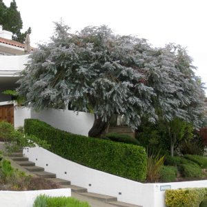 Silver Dollar tree - Eucalyptus cinerea 20L bag