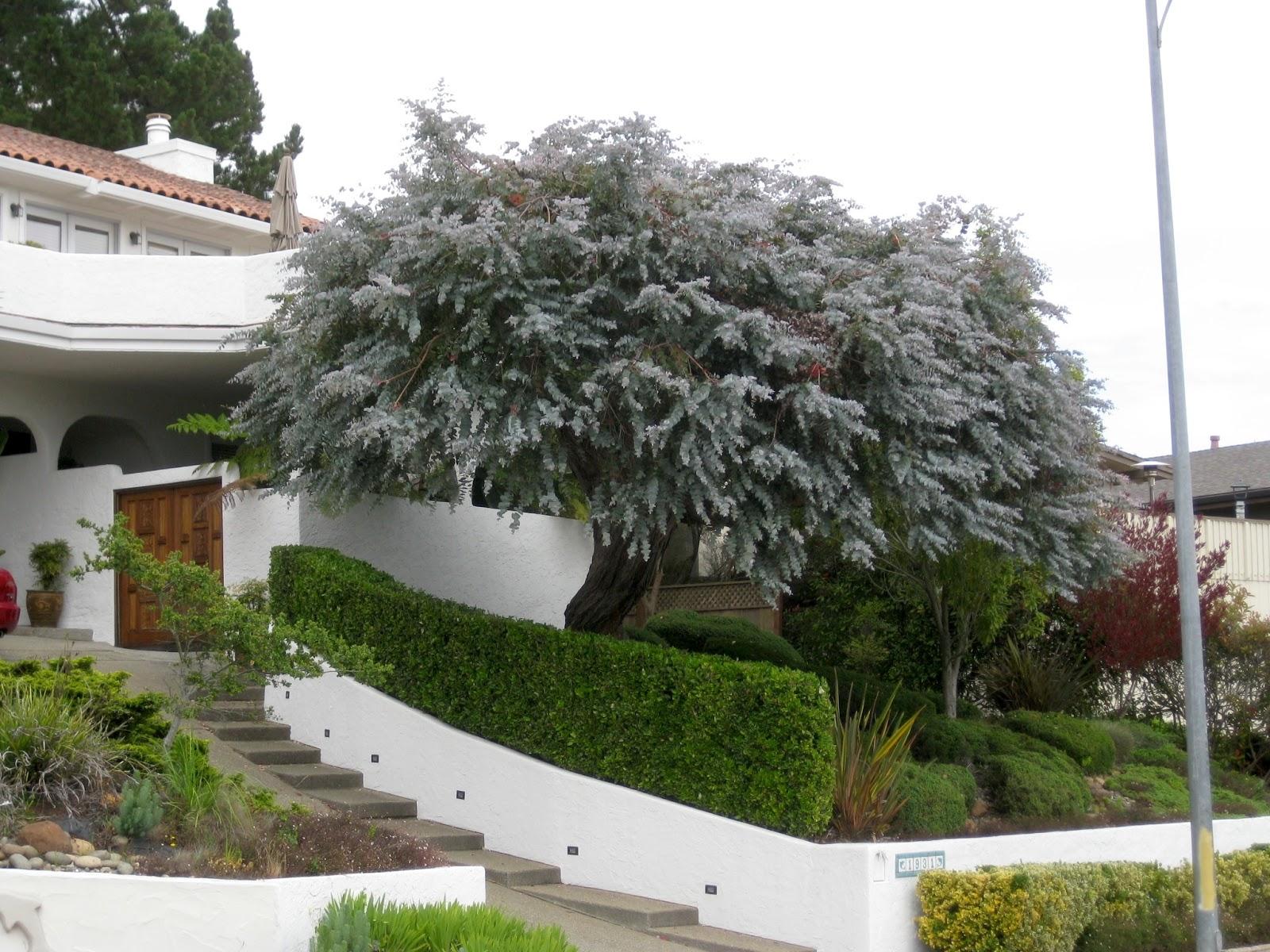 Silver Dollar tree - Eucalyptus cinerea 20L bag