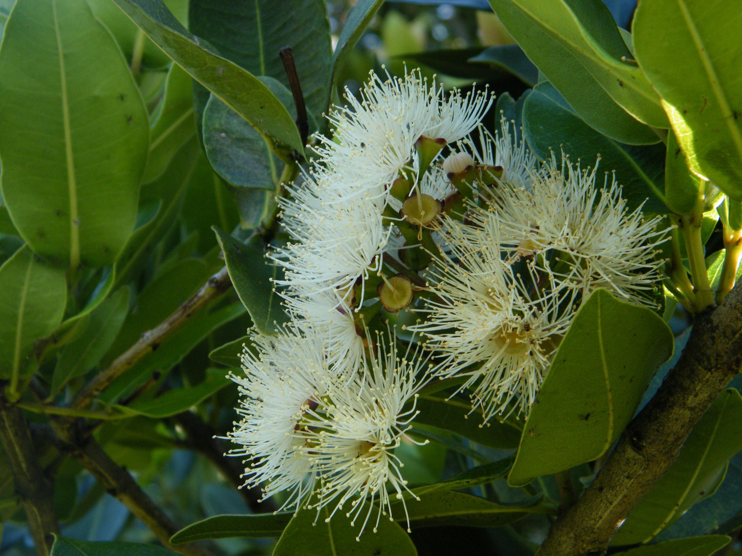 Waterberry - Syzygium guineense 10L bag - Image 2