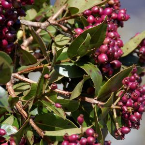 Waterberry - Syzygium guineense 10L bag