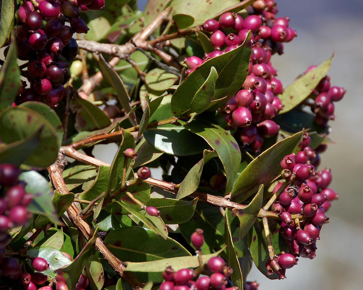 Waterberry - Syzygium guineense 10L bag