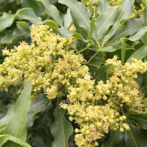 White Ironwood - Vepris lanceolata 10L bag