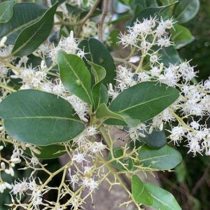 White Pear tree - Apodytes dimidiata 10L Bag