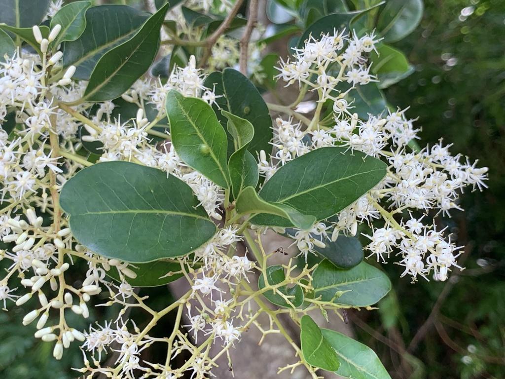 White Pear tree - Apodytes dimidiata 10L Bag