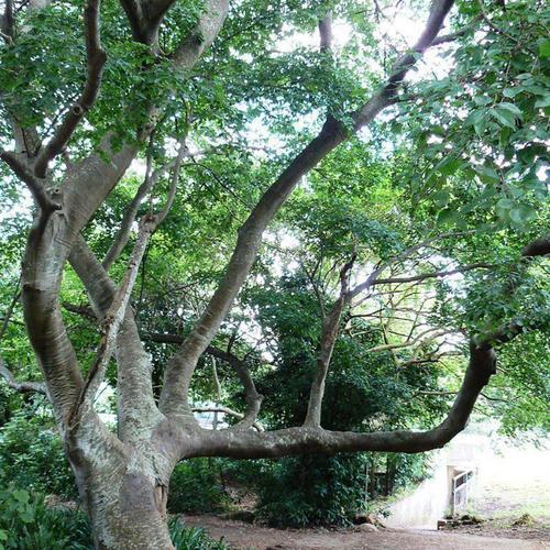 White Stinkwood - Celtis africana 10L bag - Image 2