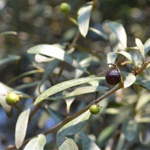Wild Olive - Olea europaea subsp. Africana 10L bag
