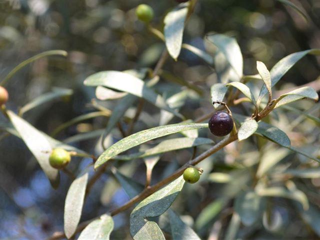 Wild Olive - Olea europaea subsp. Africana 10L bag
