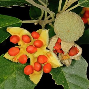 Wild Peach - Kiggelaria africana 10L bag