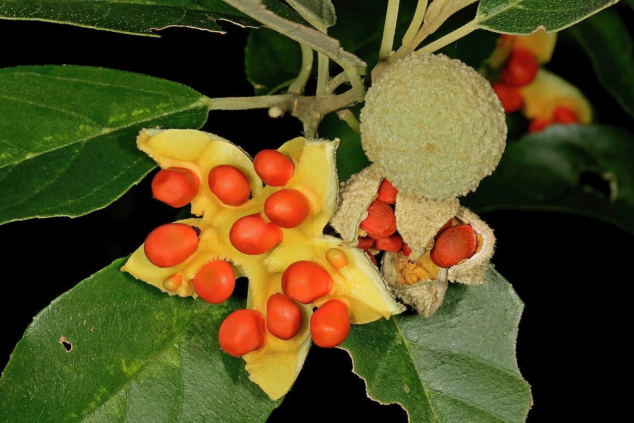 Wild Peach - Kiggelaria africana 10L bag