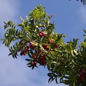 Wild Plum - Harpephyllum caffrum 20L bag