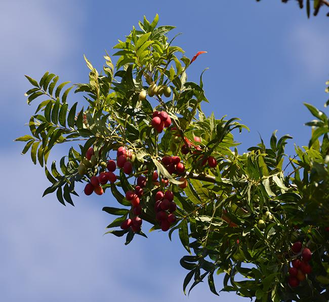 Wild Plum - Harpephyllum caffrum 20L bag