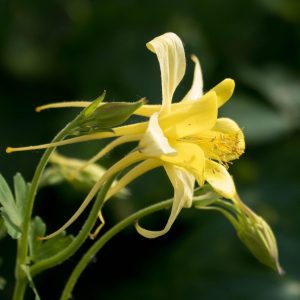 Columbine Yellow - Aquilegia spp. 15cm