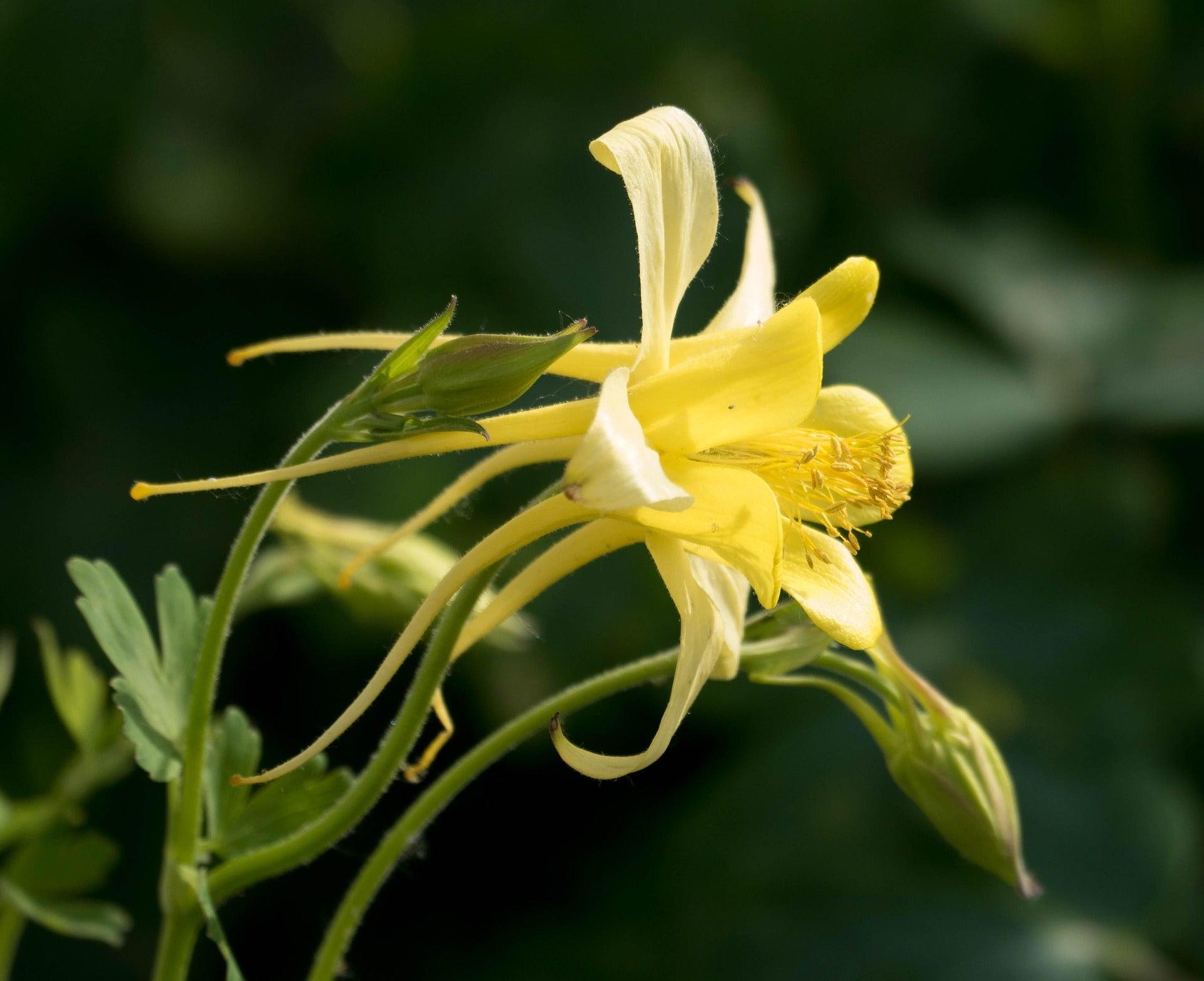 Columbine Yellow - Aquilegia spp. 15cm
