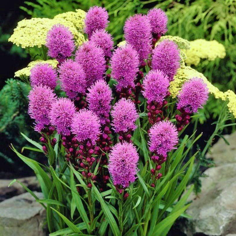 Liatris spicata ‘Goblin’ – Blazing Star