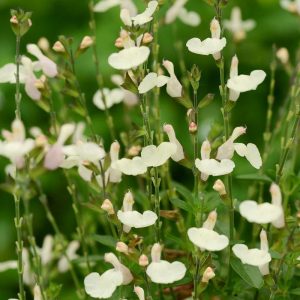 Salvia Cream - Salvia Greggii