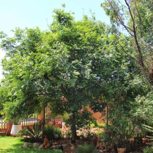 White Stinkwood - Celtis africana 10L bag