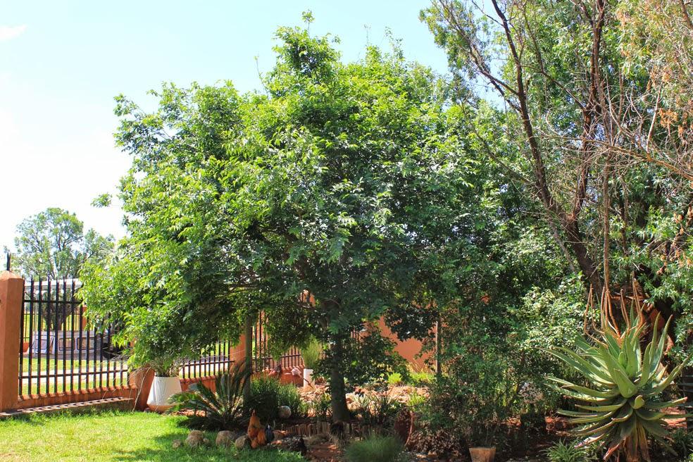 White Stinkwood - Celtis africana 10L bag